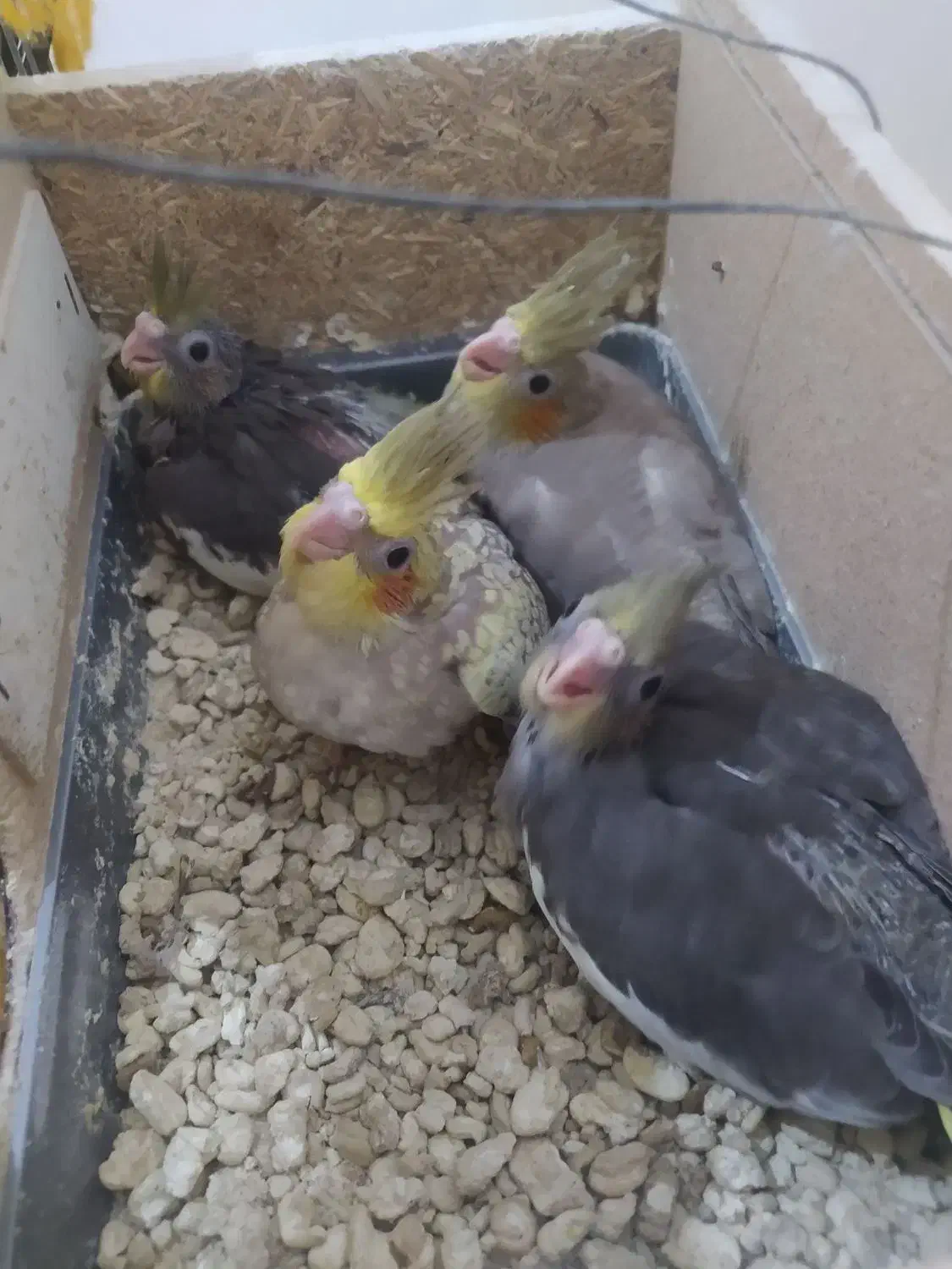 عروس هلندی|پرنده|بندر گناوه, |دیوار