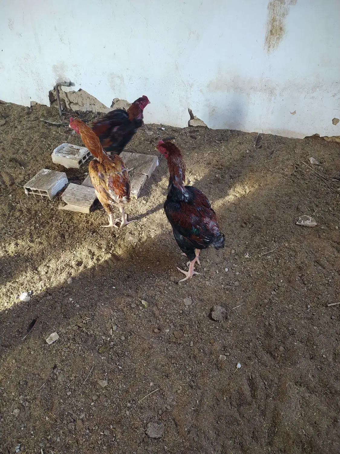 خروس لاری ترک و برزیلی|حیوانات مزرعه|ملکان, |دیوار