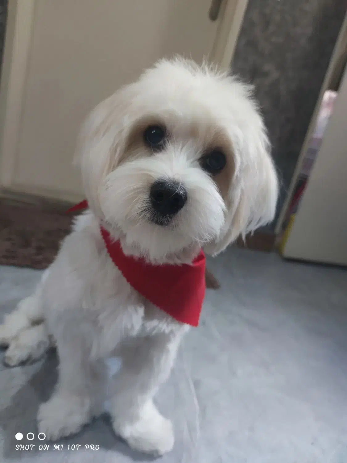 واگذاری سگ|سگ|کرج, کیانمهر|دیوار