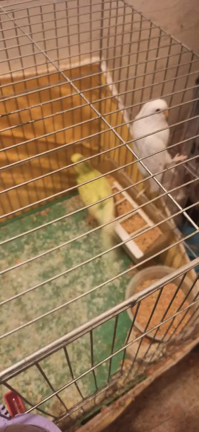 مرغ عشق مولد با جوجه|پرنده|شاهینشهر, خانه کارگر|دیوار