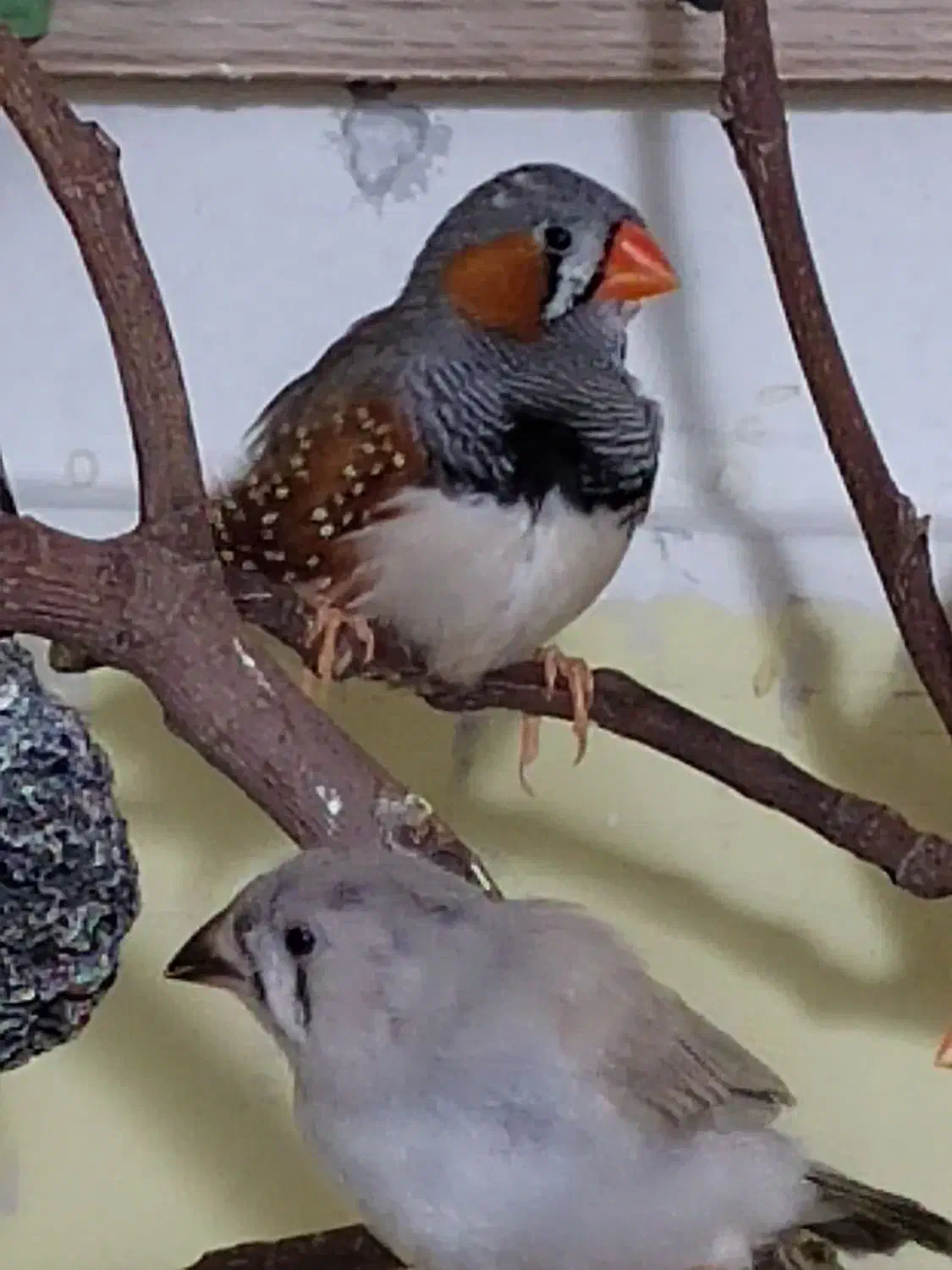 فنچ|پرنده|تهران, جی|دیوار