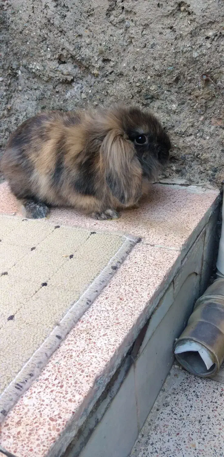 خرگوش لوپ نر خوشکل|موش و خرگوش|ارومیه, |دیوار