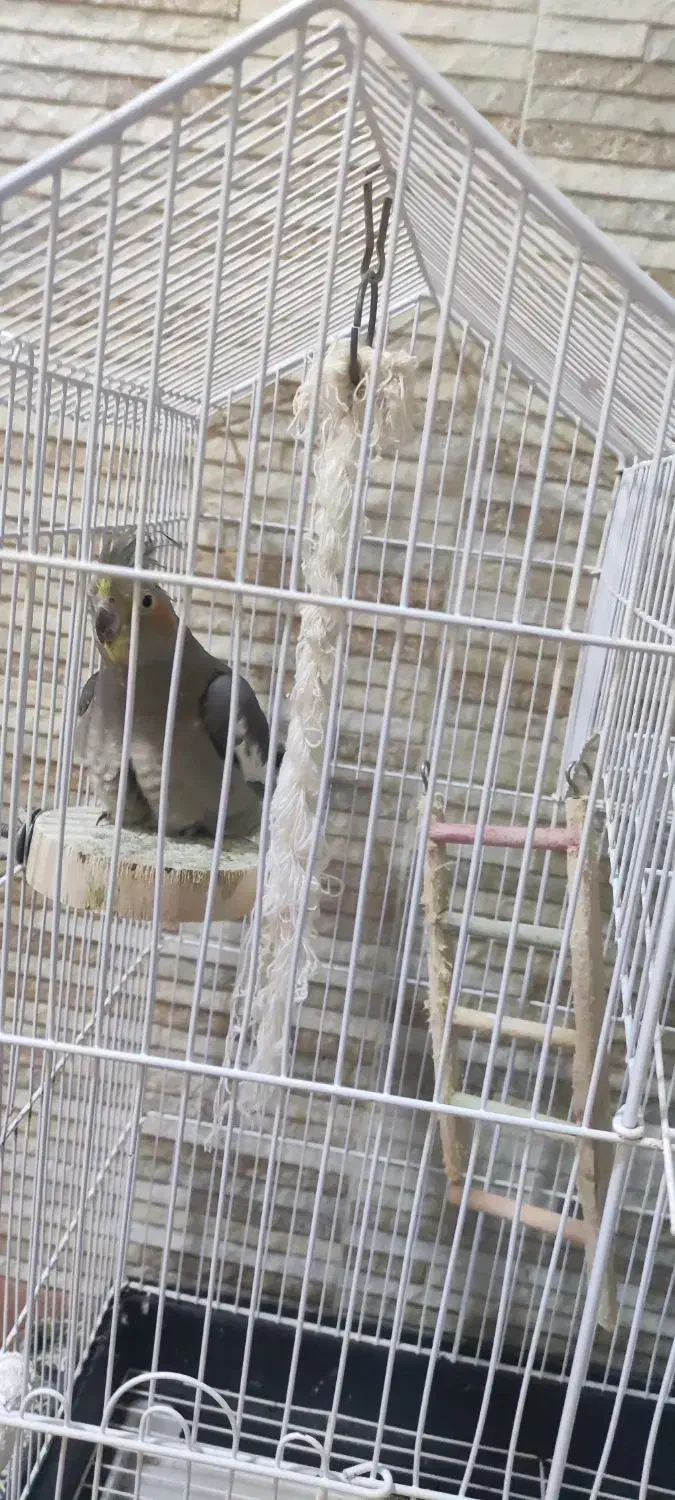 عروس هلندی|پرنده|نوشهر, |دیوار