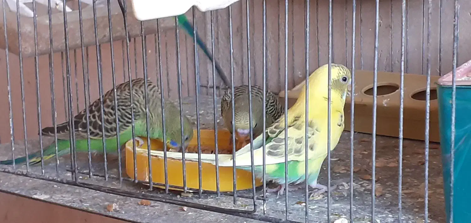 کبوتر پور دم سفید و مرغ عشق|پرنده|شهرکرد, |دیوار