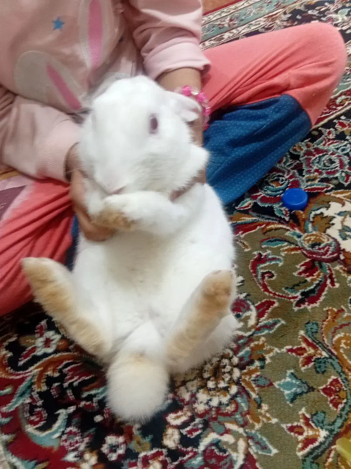 خرگوش بالغ ماده|موش و خرگوش|گنبد کاووس, |دیوار