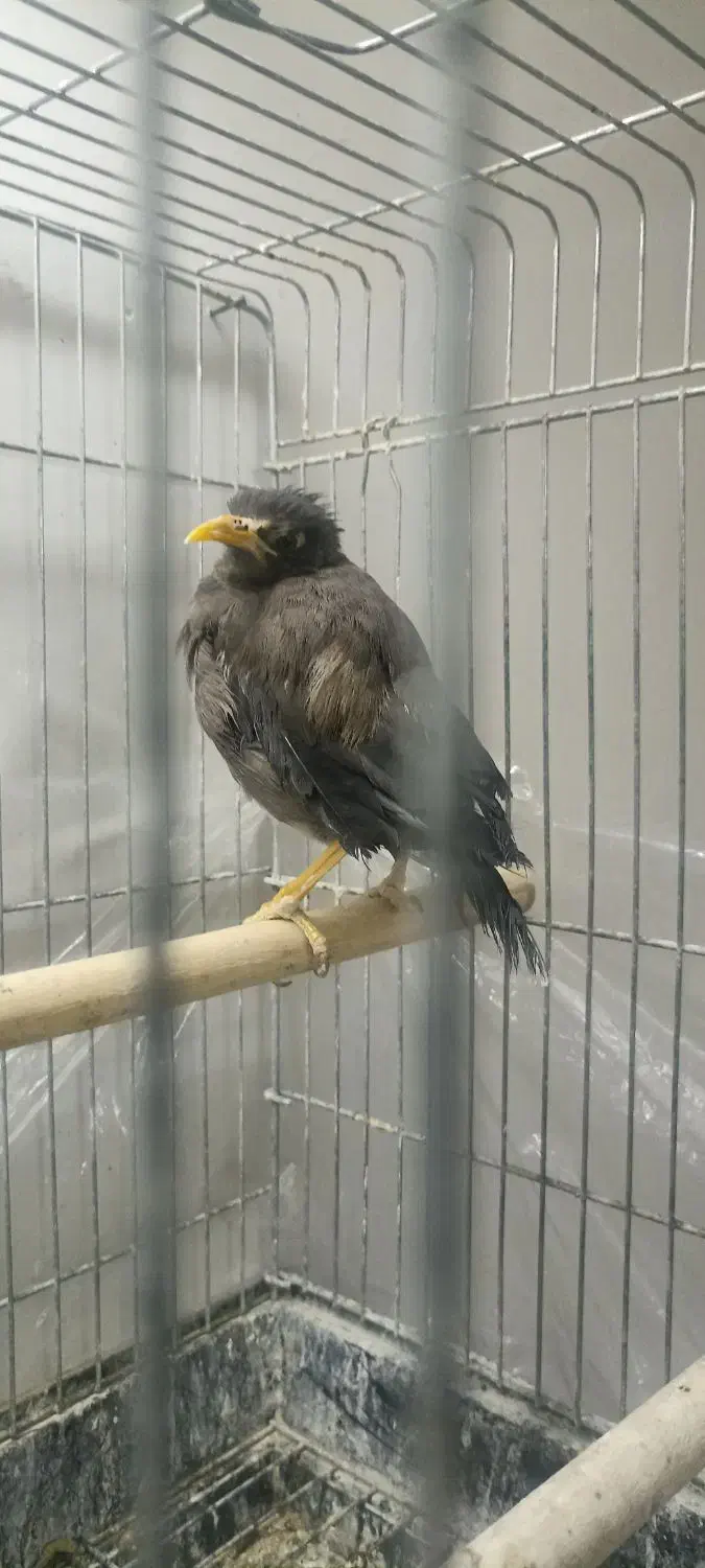 مرغ مینا|پرنده|قم, وادی السلام|دیوار