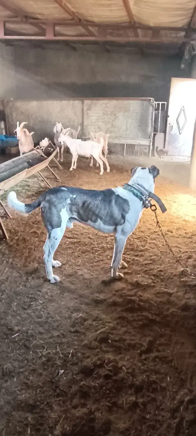 واگذاری سگ نگهبان|سگ|مشهد, ایوان|دیوار