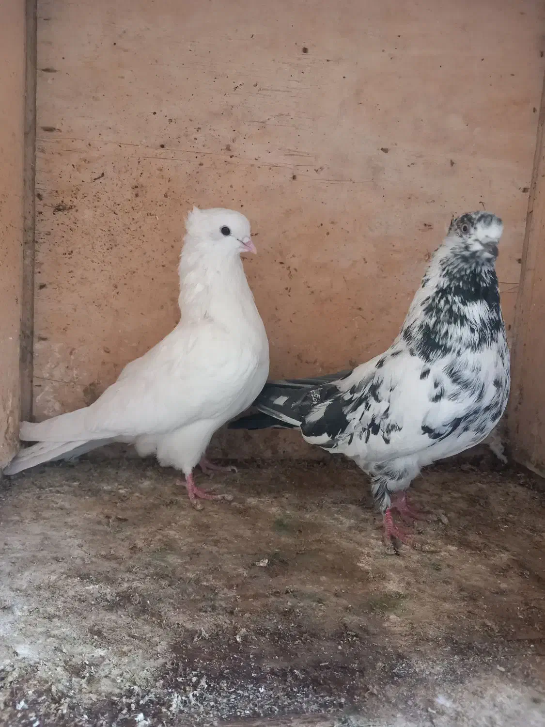 کبوتر|پرنده|شاهرود, |دیوار