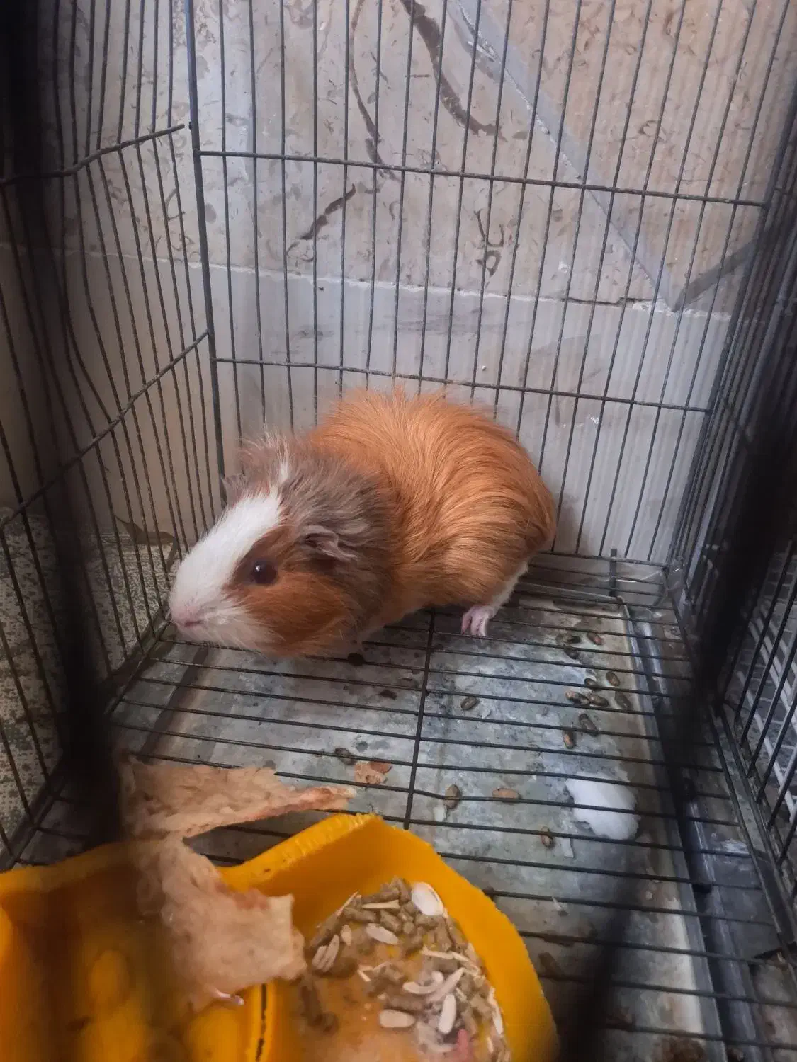 خوکچه هندی|موش و خرگوش|سبزوار, شهرک جهاد|دیوار