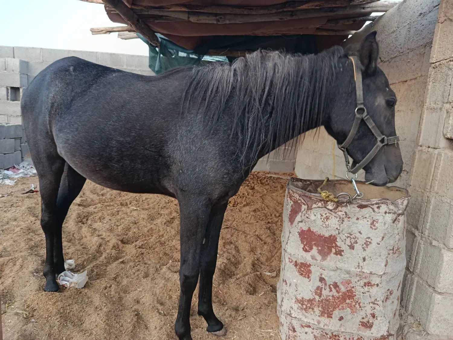 کره اسب|اسب و تجهیزات اسبسواری|گله دار, |دیوار