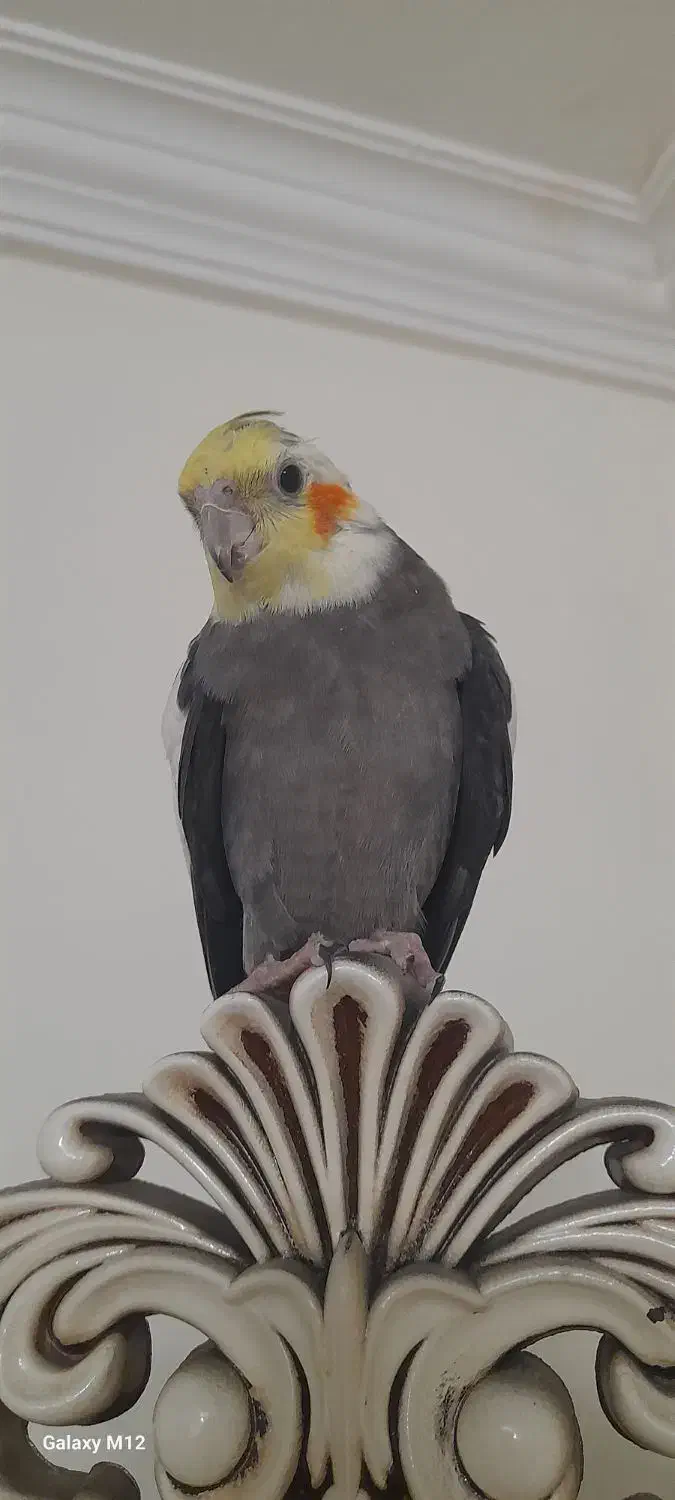 عروس|پرنده|مشهد, سپاد|دیوار