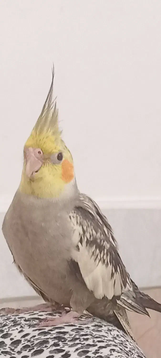 چیکو|حیوانات|تربت جام, یحیی آباد|دیوار