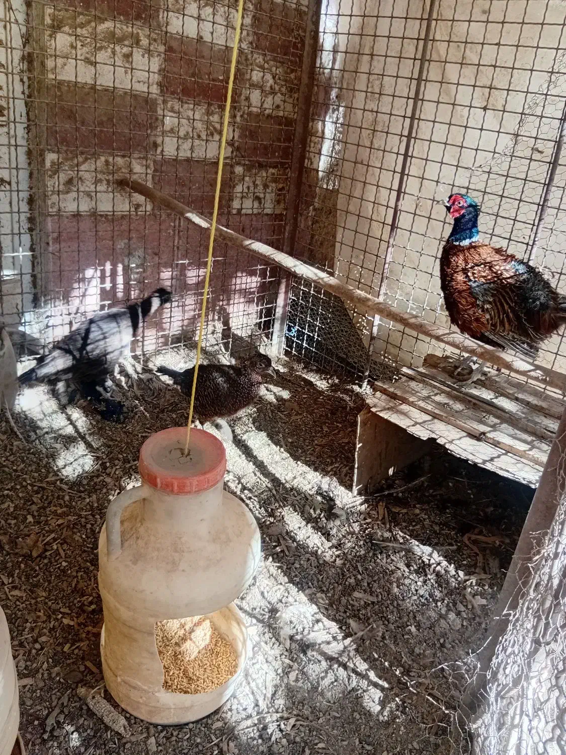 دوجفت مرغ وخروس امریکایی|پرنده|مشهد, ویلاشهر|دیوار