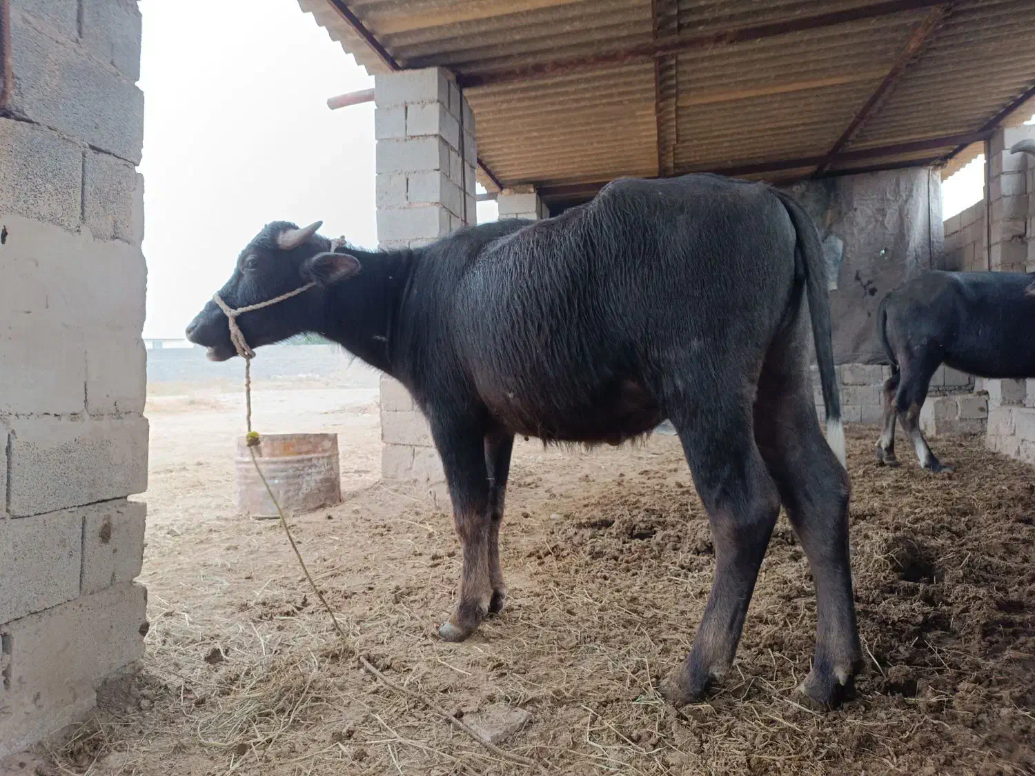 گاومیش|حیوانات مزرعه|شوشتر, |دیوار