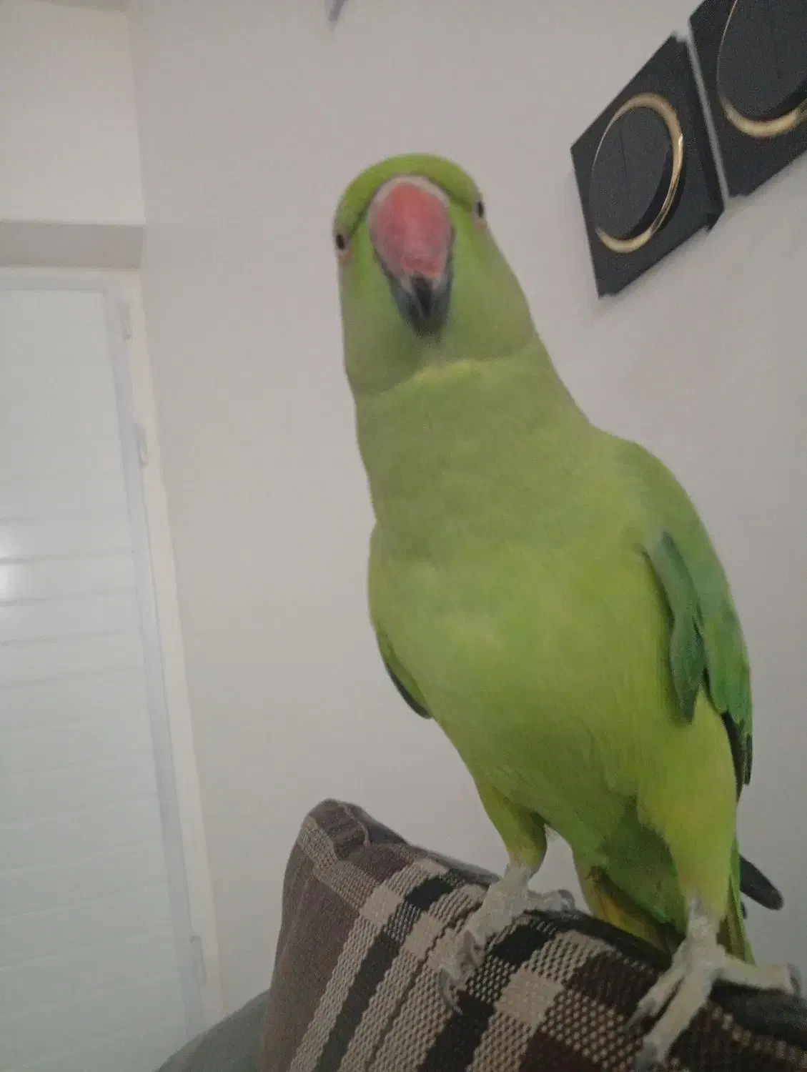 طوطی ملنگو آشتی خانگی حرف نمیزنه ولی بازیگوش هست|پرنده|منوجان, |دیوار