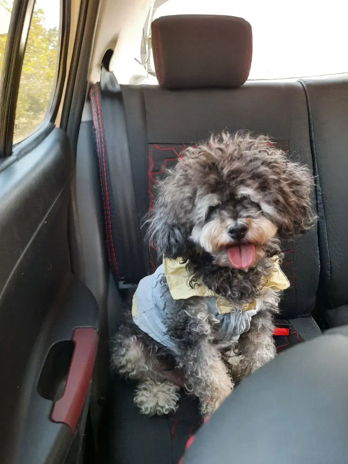 سگ پودل ماده|سگ|مرودشت, مسجد رسول‎|دیوار