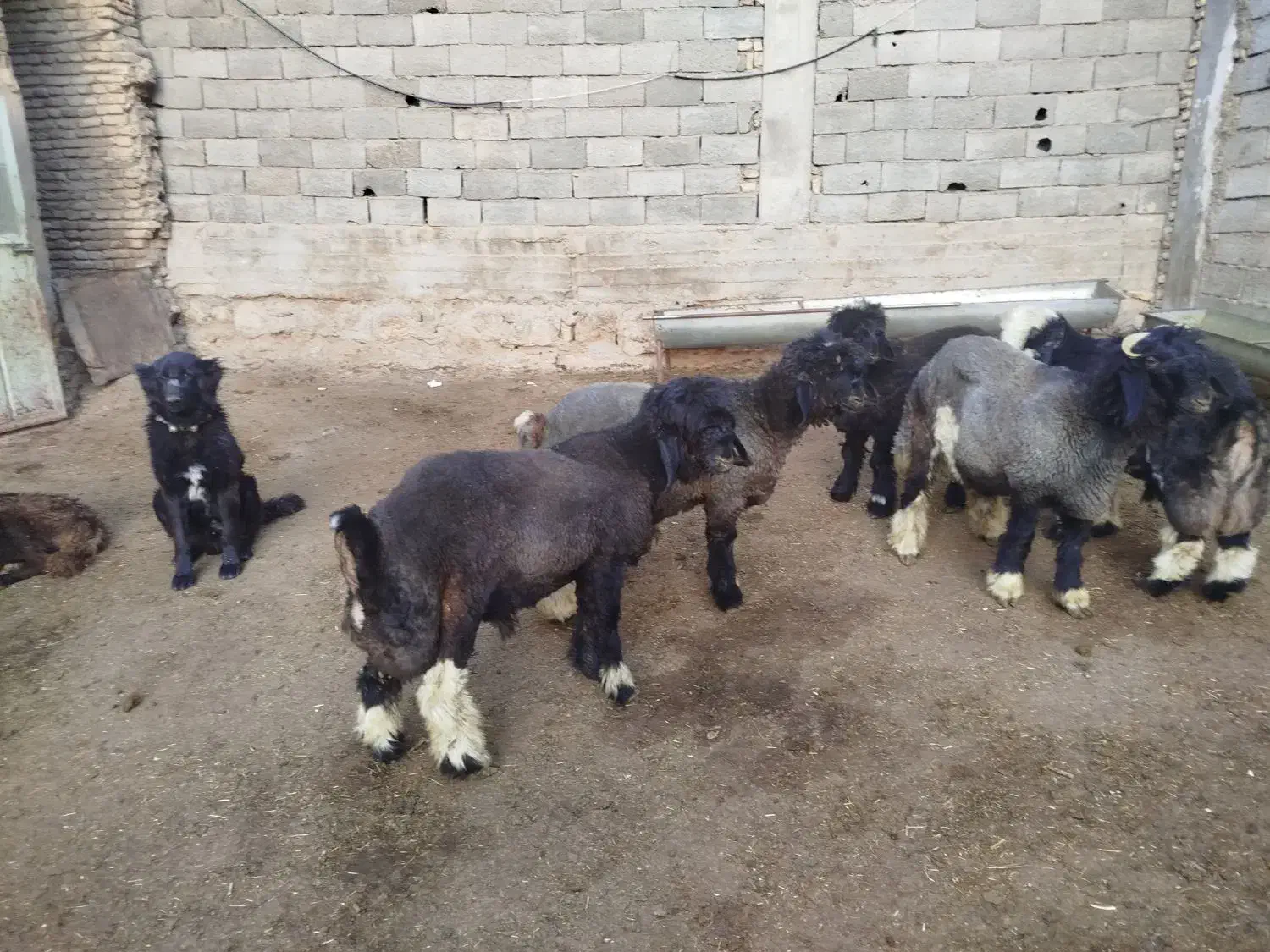 5 عدد بره تخمی عتیقه ،|حیوانات مزرعه|کوهرنگ, |دیوار