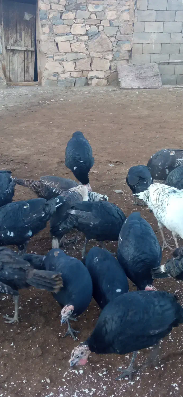 فروش بوقلمون|حیوانات مزرعه|شوط, |دیوار