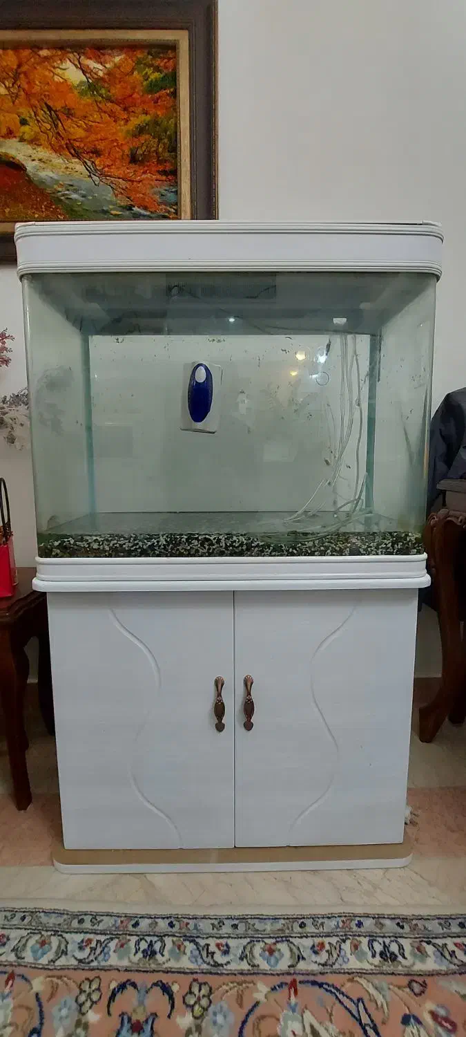اکواریم شرکتی ۸۰ سانت (خم)|ماهی|تهران, شهرک محلاتی|دیوار