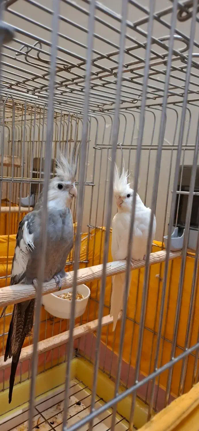 جفت عروس هلندی|پرنده|تهران, نازیآباد|دیوار