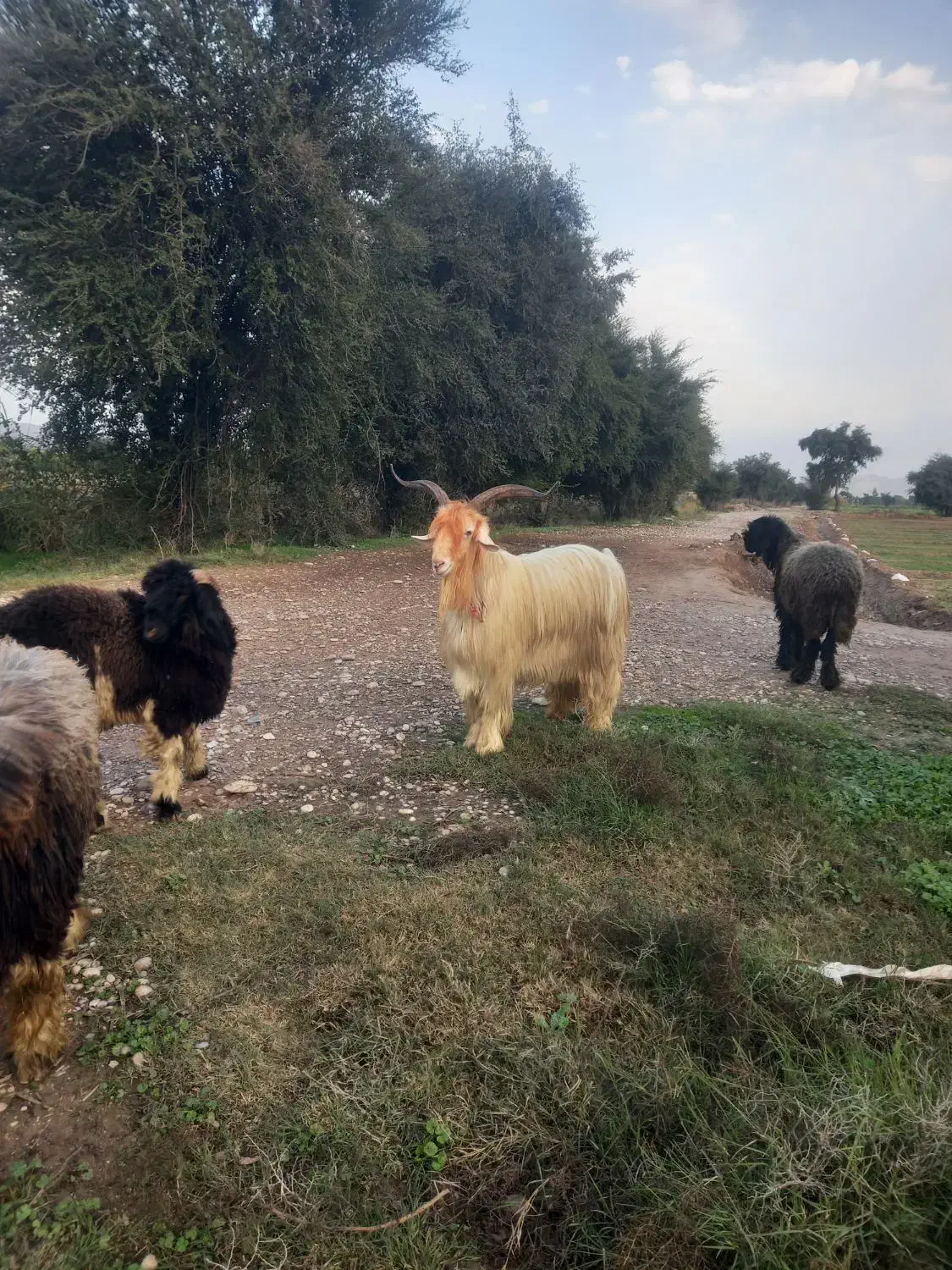 فروش دوبر ۲ سال|حیوانات مزرعه|گتوند, |دیوار