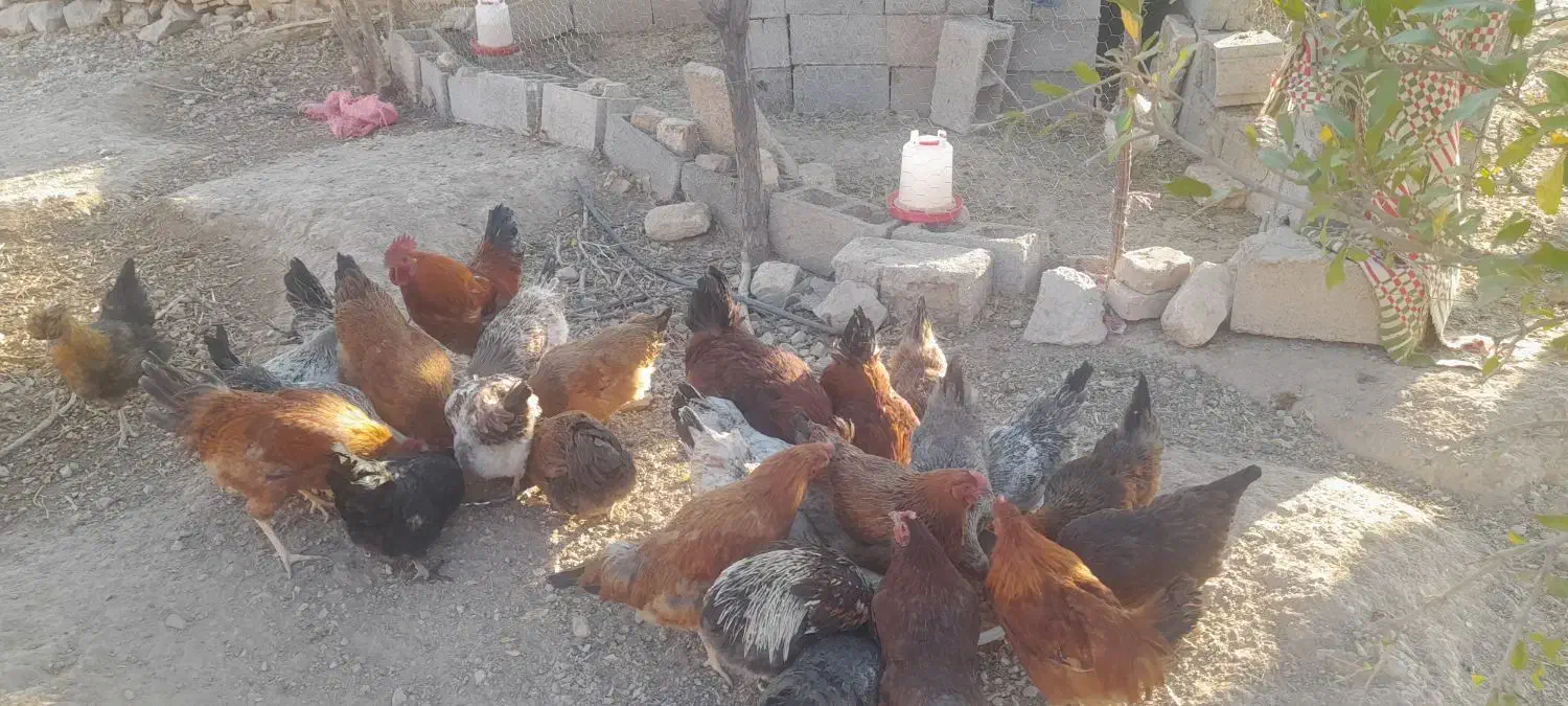 مرغ محلی|حیوانات مزرعه|مرودشت, ثبت احوال|دیوار