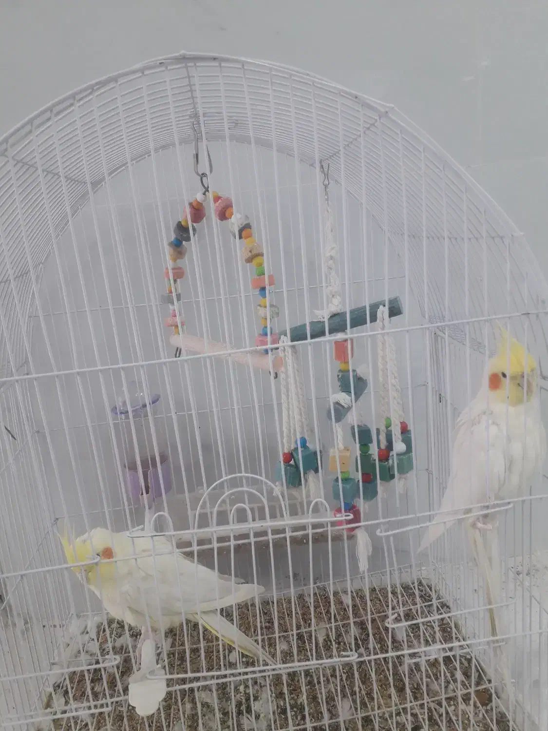 عروس هلندی|پرنده|صحنه, |دیوار