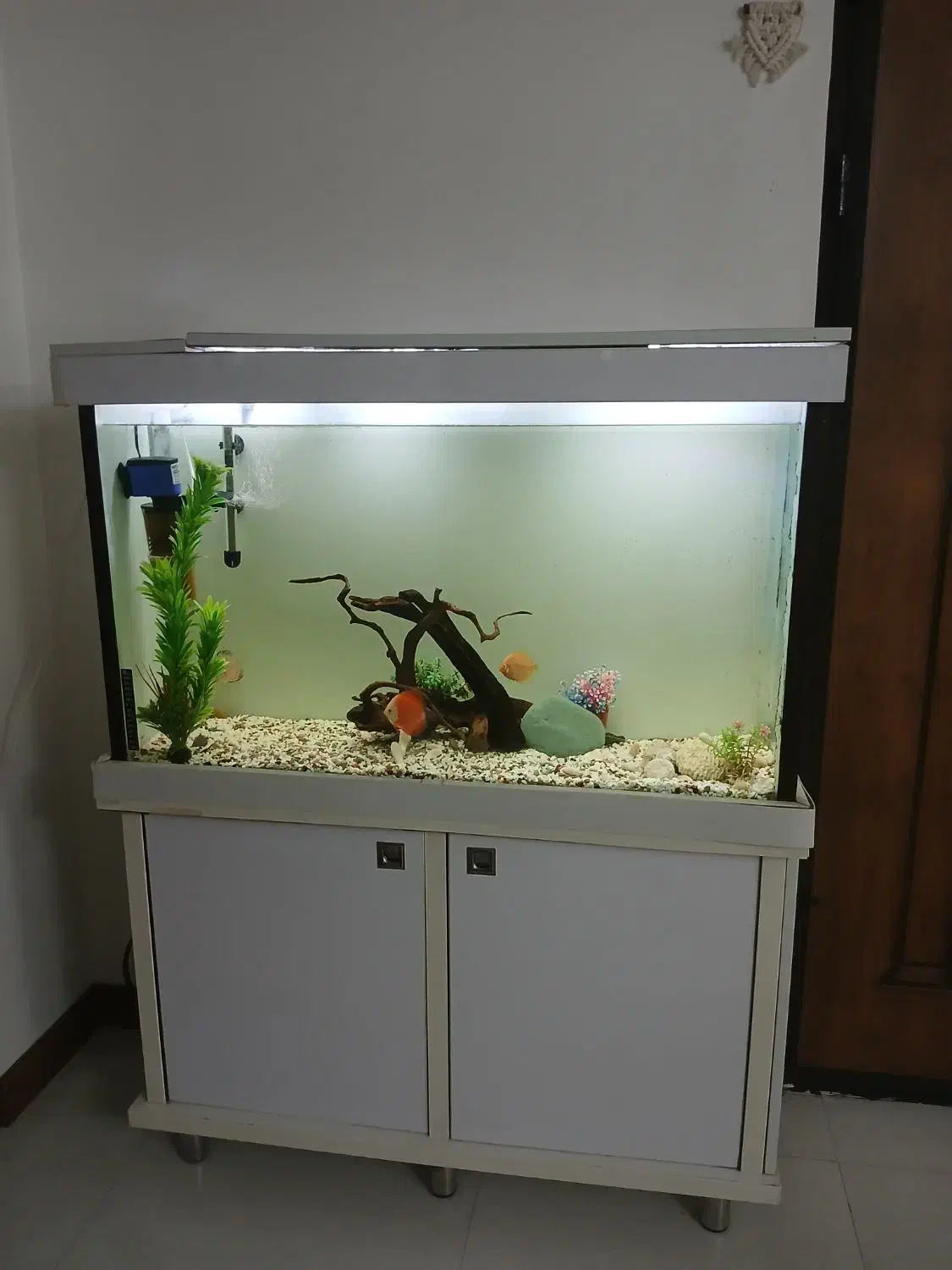 آکواریوم با وسایل وماهی دیسکس3 عدد|ماهی|محمدیه-قزوین, |دیوار