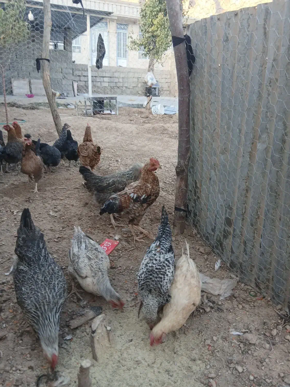 مرغ محلی|حیوانات مزرعه|شباب, |دیوار