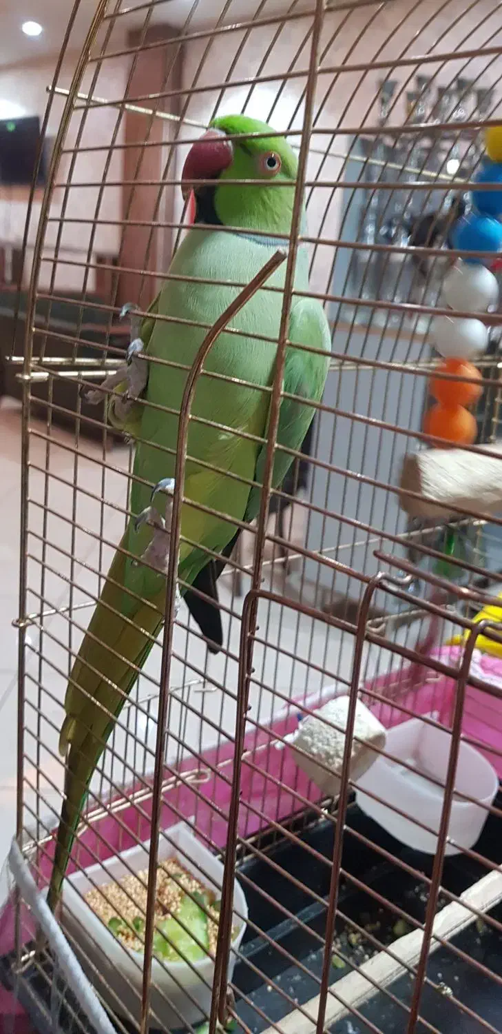 طوطی ملنگو ۲۳ماهه|پرنده|تبریز, |دیوار