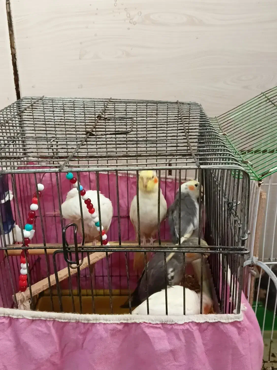 ۴عددعروس هلندی|پرنده|بندر امام خمینی, |دیوار