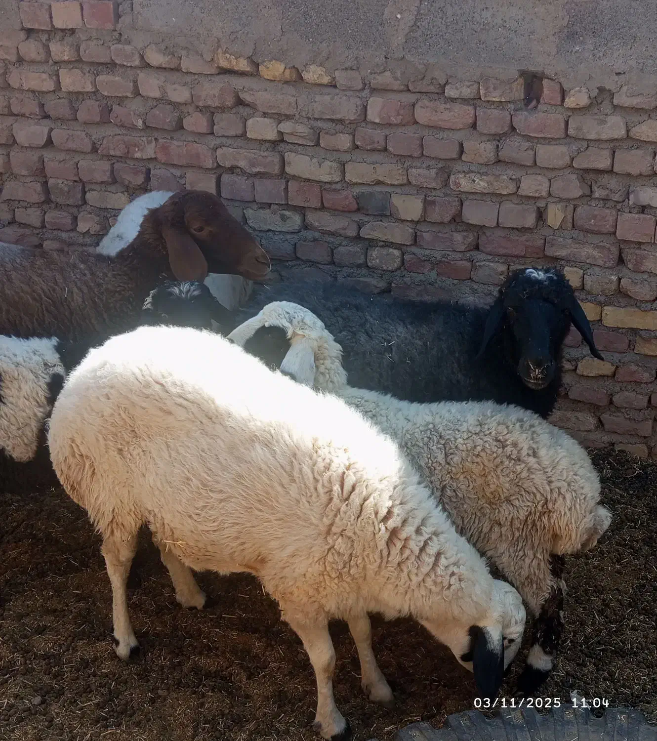گوسفند|حیوانات مزرعه|یزدان شهر, |دیوار