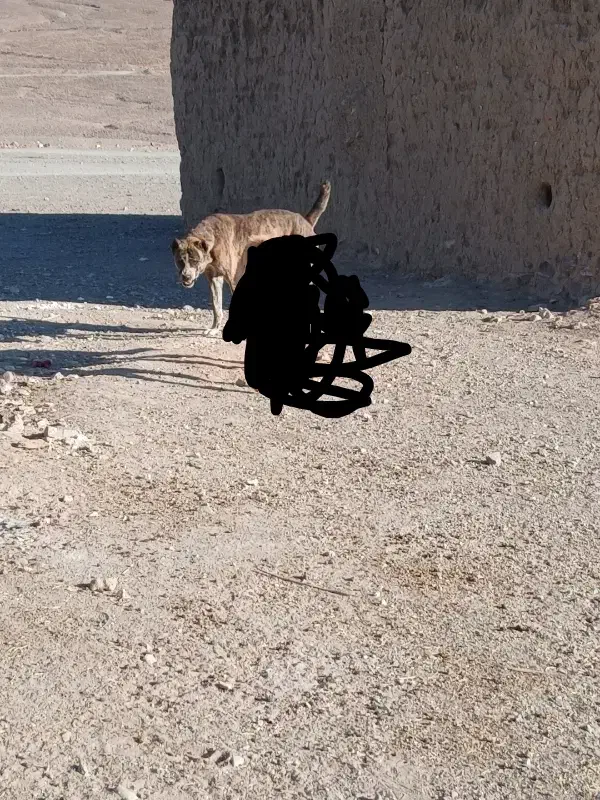 سگ نژاد افغانی|سگ|سربیشه, |دیوار