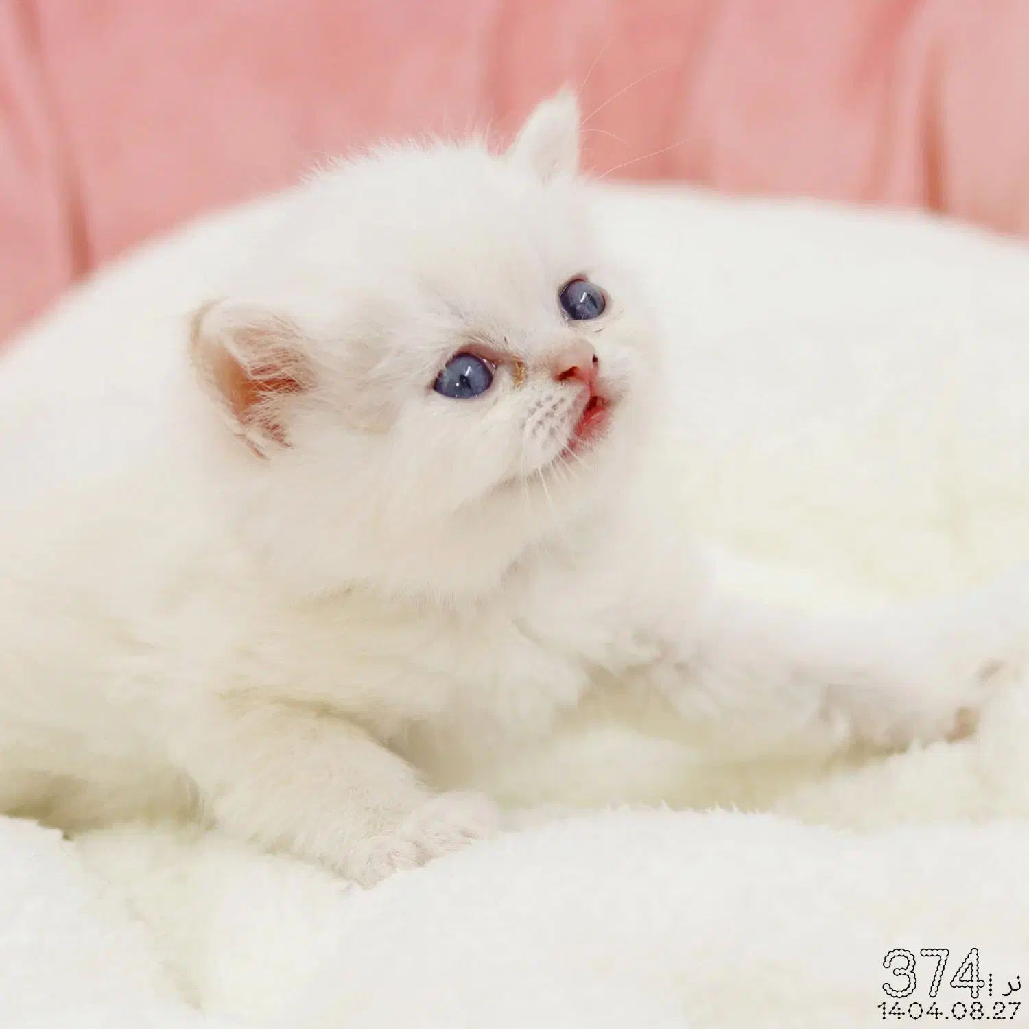 فروش گربه|گربه|تبریز, |دیوار