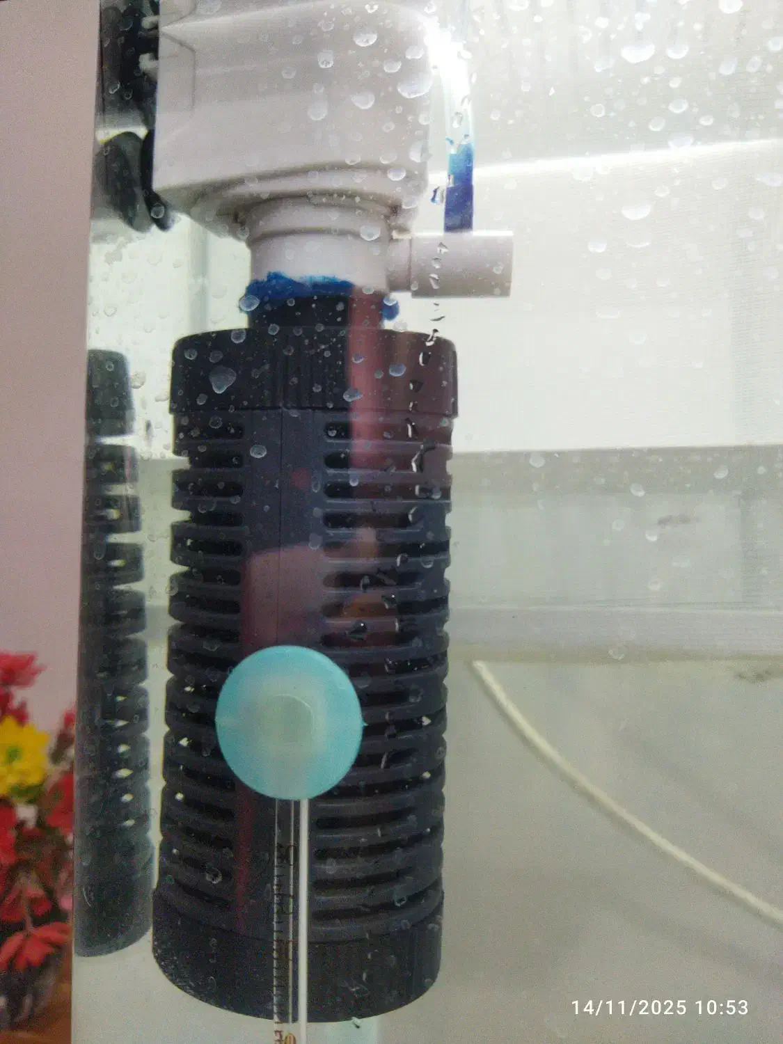 آکواریوم|ماهی|زاهدان, |دیوار