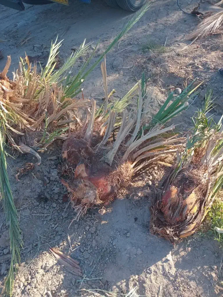 پاجوش برحی اصل دانه درشت|خدمات باغبانی و درختکاری|سعدآباد, |دیوار