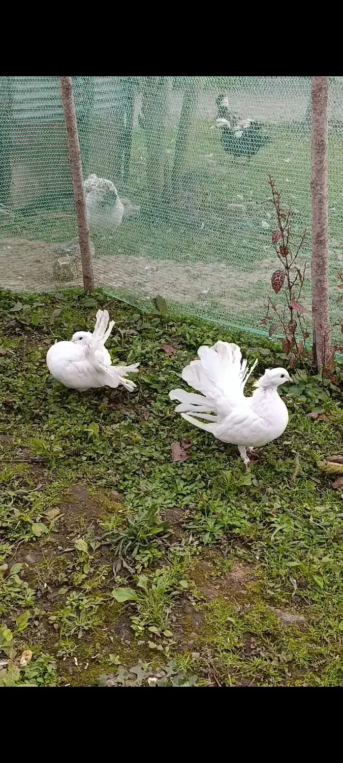 کبوتر دم طاووسی جفت|پرنده|سنگر, |دیوار