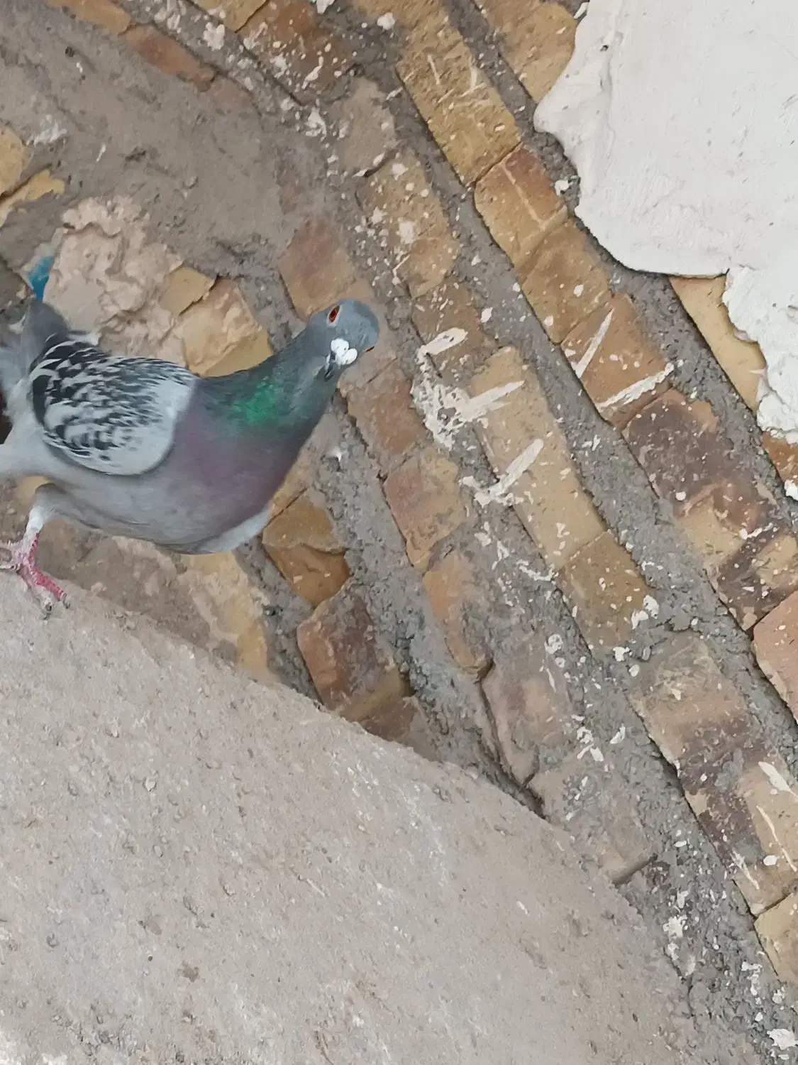 کبوتر کفتر|پرنده|تایباد, |دیوار