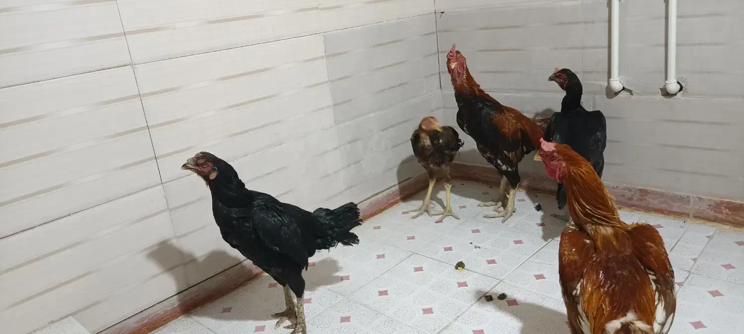 خروس و مرغ لاری|حیوانات مزرعه|گیلان غرب, |دیوار