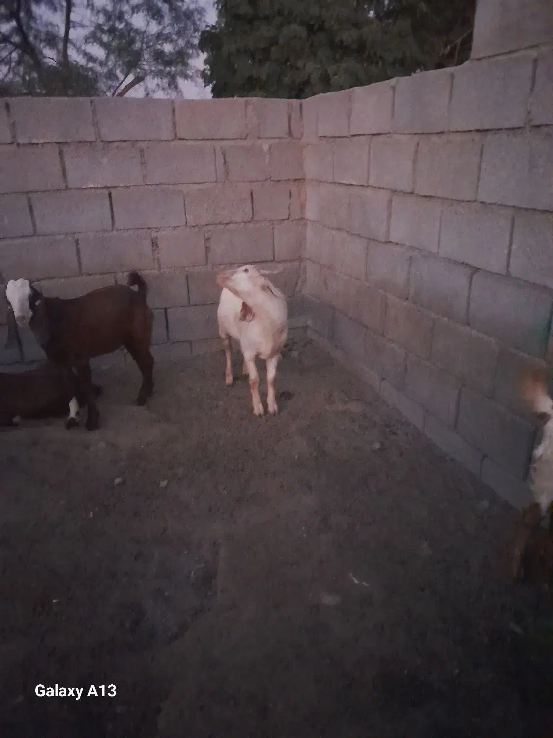 کهره نر|حیوانات مزرعه|میناب, |دیوار