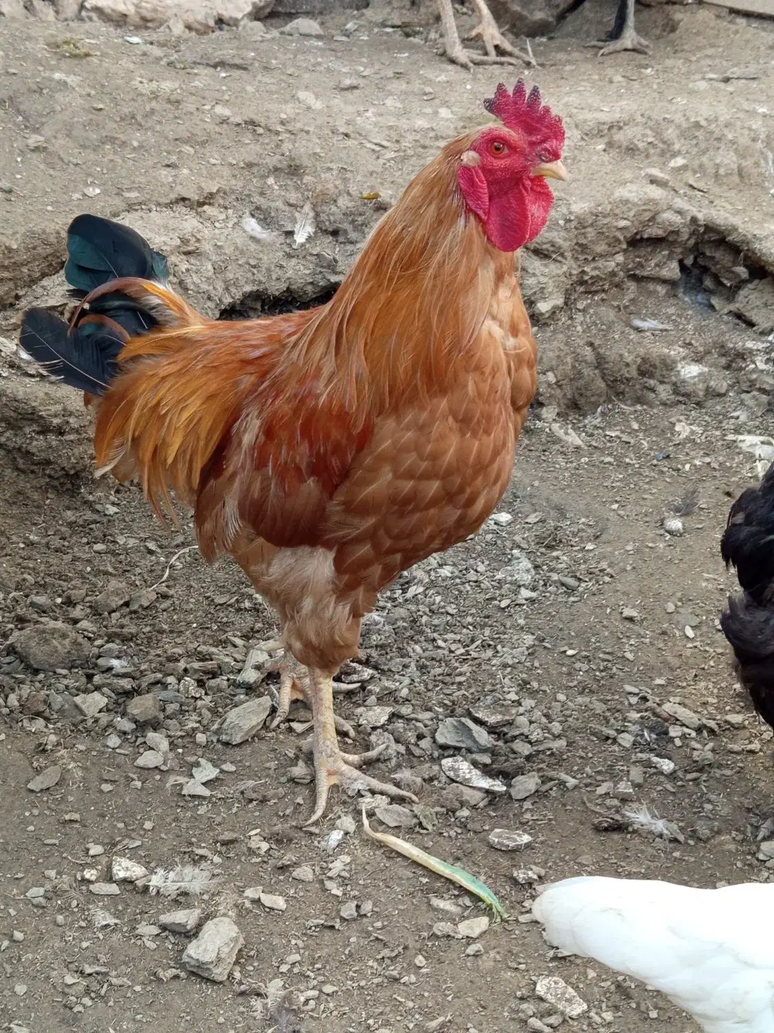 خروس محلی|حیوانات مزرعه|بانه, |دیوار