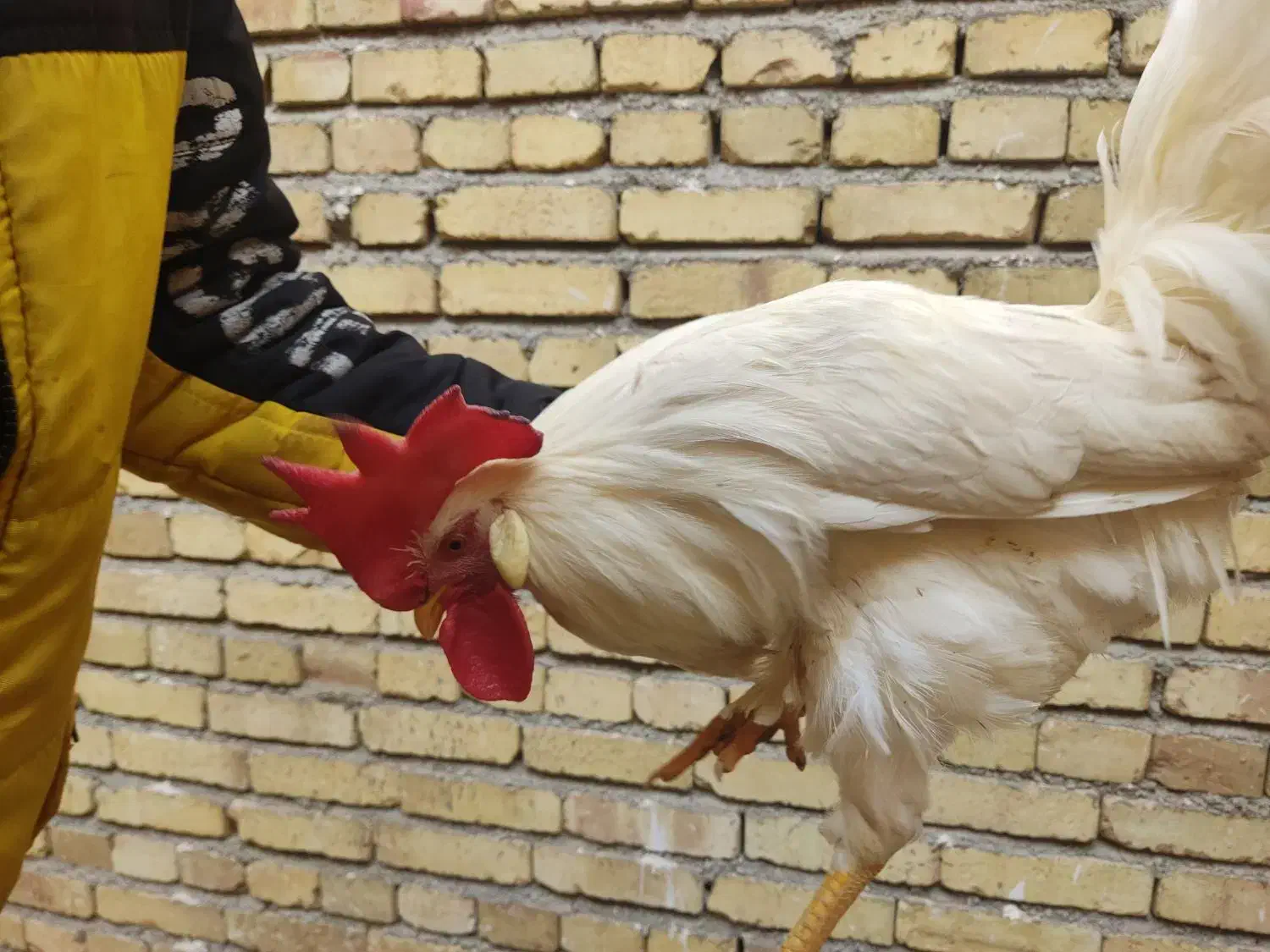 خروس|حیوانات مزرعه|مرند, |دیوار