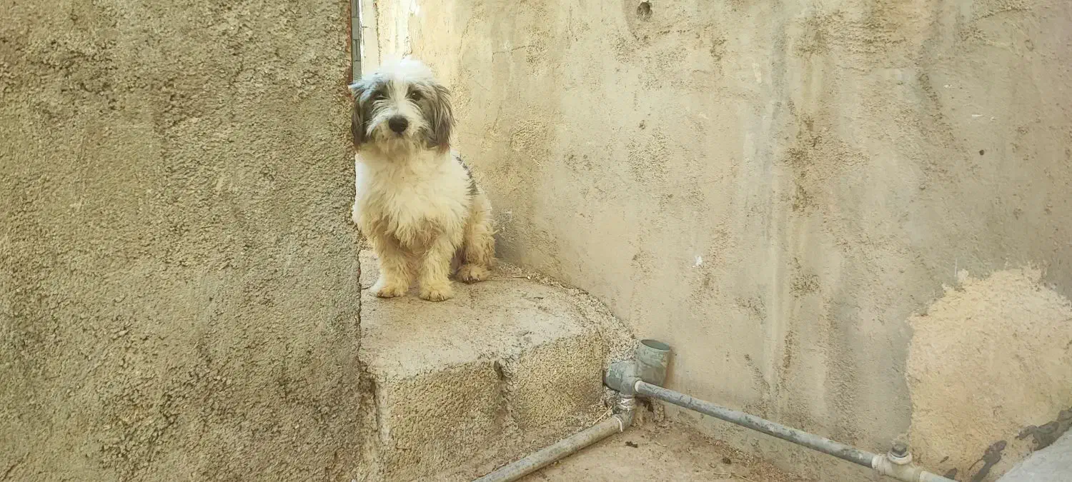 سگ پاکوتاه|سگ|سعدآباد, |دیوار