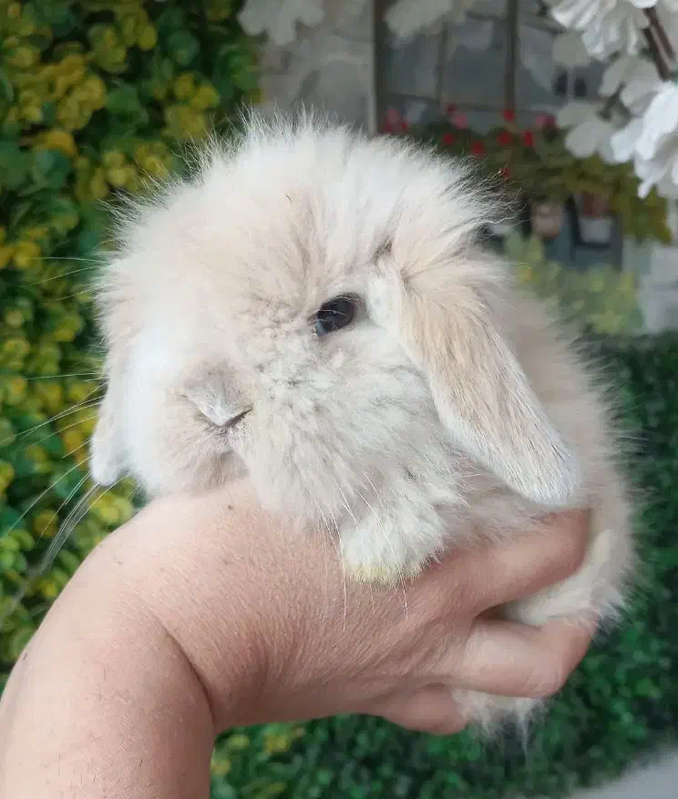 خرگوش مینی لوپ توپولی عروسک|موش و خرگوش|کرج, کرج نو|دیوار