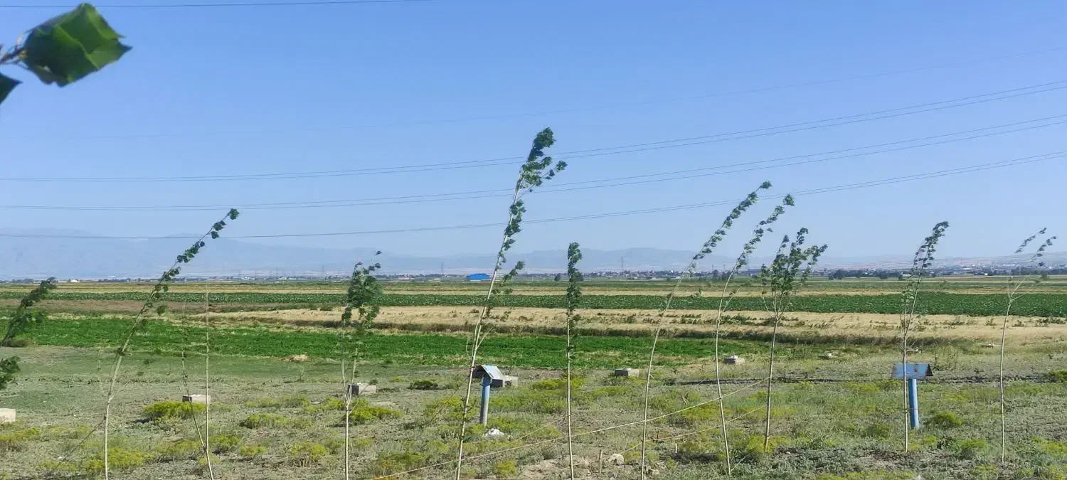 فروش فوری زمین|فروش زمین و ملک کلنگی|نمین, |دیوار