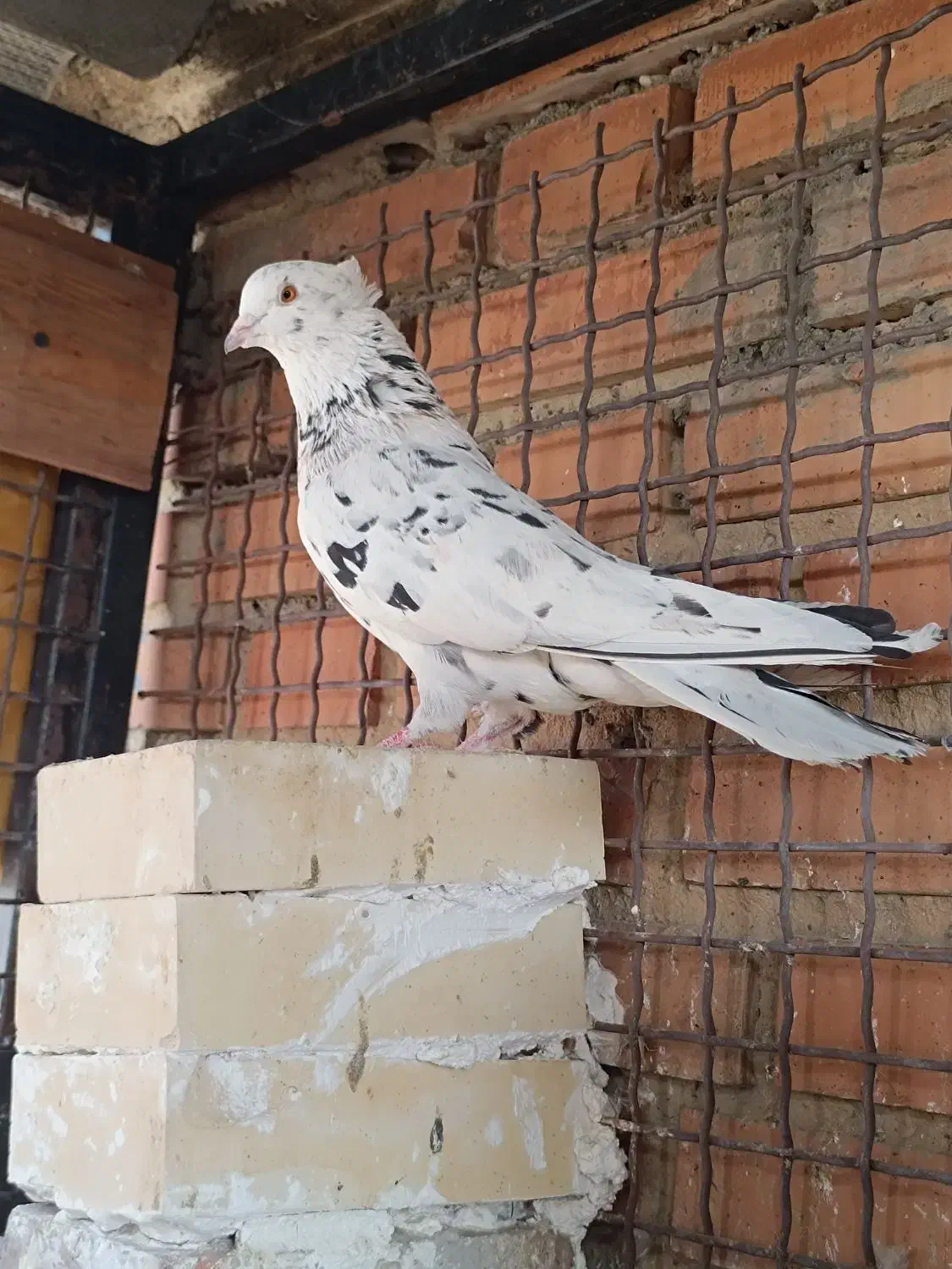 کفتر|پرنده|تهران, باغ خزانه|دیوار