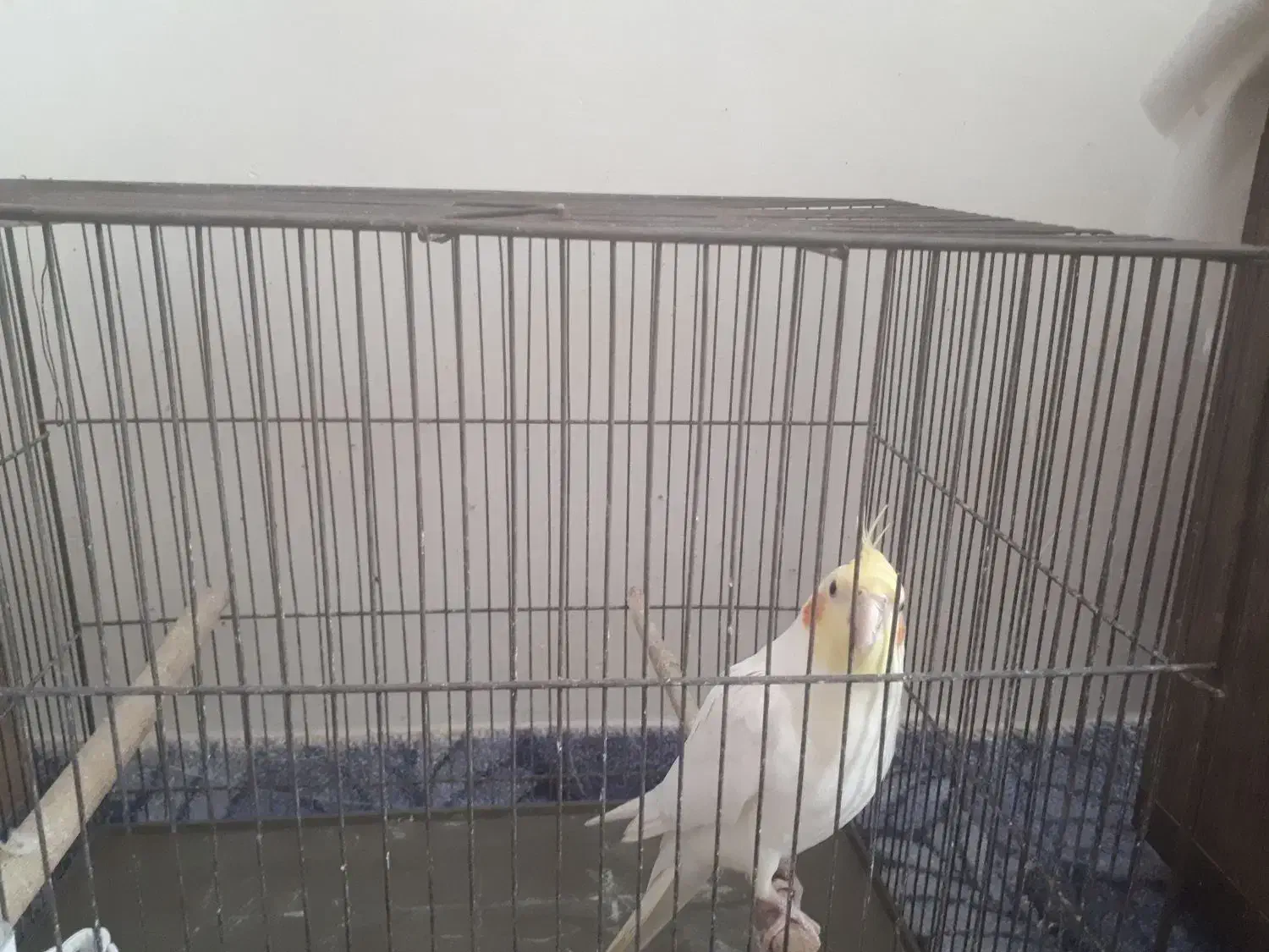 عروس هلندی|پرنده|رباطکریم, شهرک والفجر|دیوار