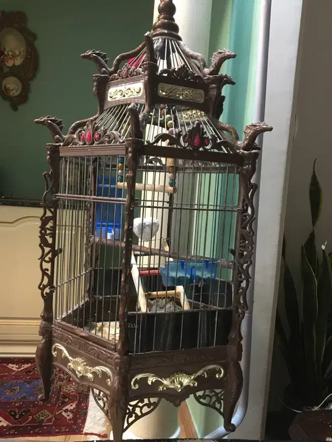 عروس هلندی|پرنده|ری, هاشمآباد|دیوار