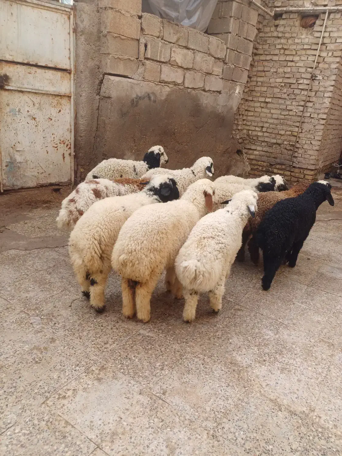 بره یاگوسفند|حیوانات مزرعه|اهواز, منازل کارون|دیوار