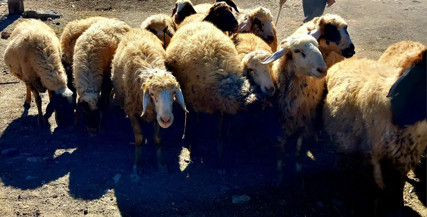 فروش|حیوانات مزرعه|حمیل, |دیوار